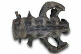 Fossil Ceratopsid (Achelousaurus) Sacrum - Montana #264988-7